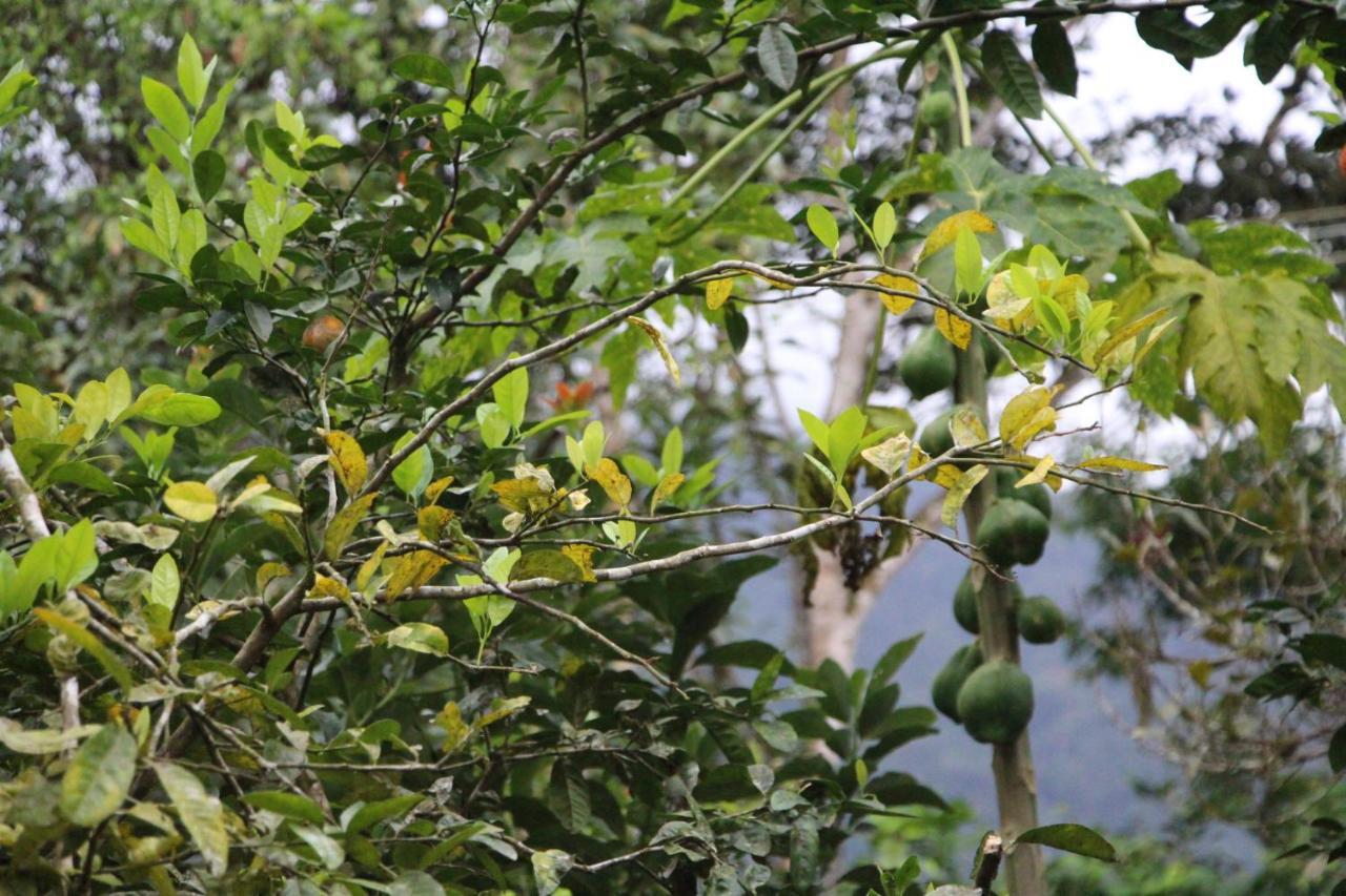 Sitio Das Bromelias Cachoeira Do Tombador อูบาตูบา ภายนอก รูปภาพ